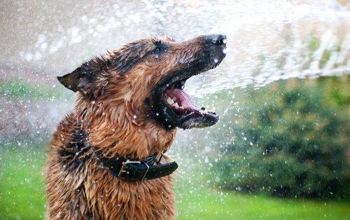 Собака наслаждается струей воды