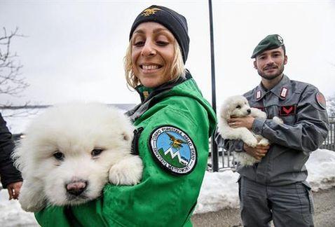 Три щенка были спасены из отеля после оползня в Италии