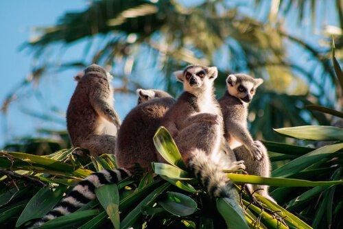 Фауна Мадагаскара: большое биоразнообразие