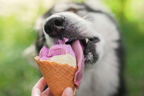 Вкусные рецепты для собачьего мороженого