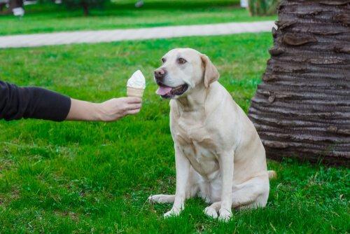 Мороженое для собак