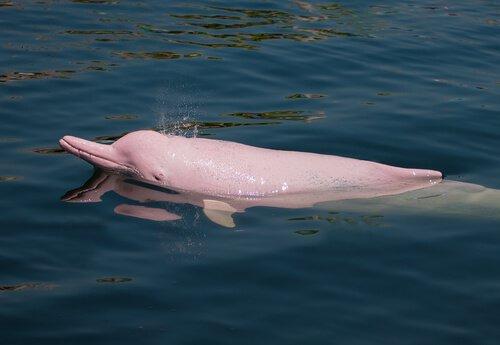 Дельфин Амазонки: странный житель Южной Америки