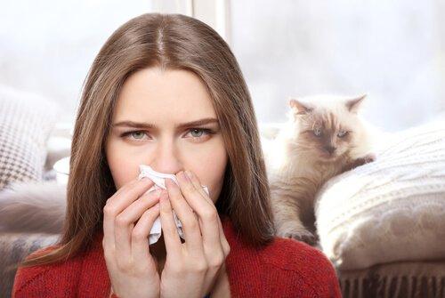 Аллергия на кошку: как справиться с этим