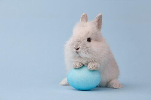 Мини-карликовый кролик с пасхальным яйцом
