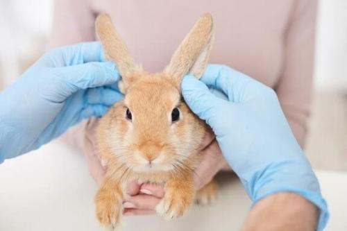 Лечение кроликов с блохами