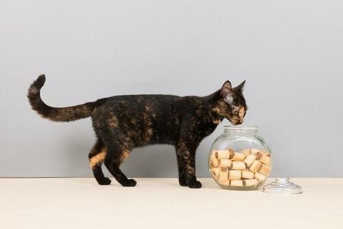 Семь продуктов, которые ваша кошка будет любить-кошка и печенье