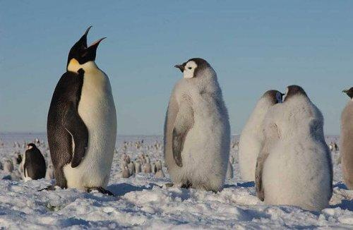 Пингвин находится под угрозой исчезновения