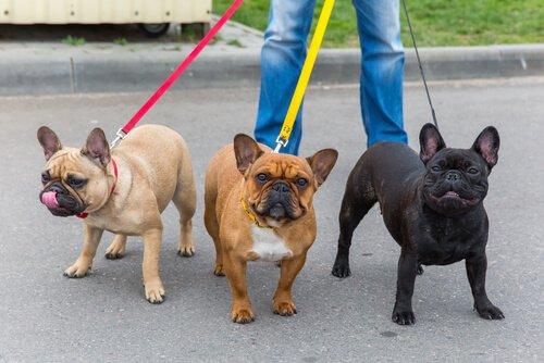 Собака-решетка с тремя собаками