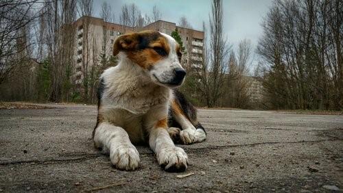 Чернобыльская Собака-Strasse