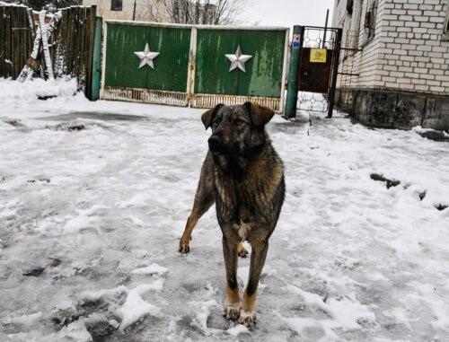 Чернобыльская Собака