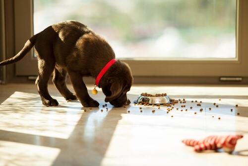 Что делать, если ваша собака сбивает свою пищу?
