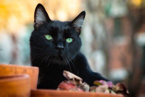 Миф о черных кошках: истории и суеверия