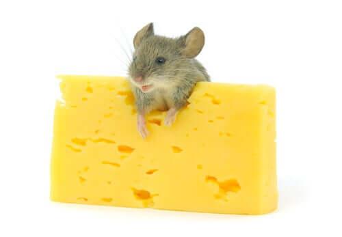 Сыр как лакомство для грызунов