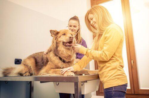 Посещение ветеринарной клиники: советы и советы