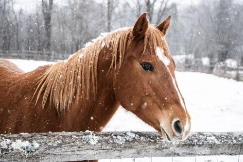 Как поставить свою лошадь зимой
