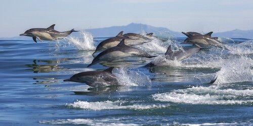 Дельфины > почти человеческое поведение?