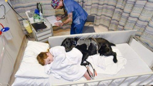 Собака в больнице с аутичным владельцем