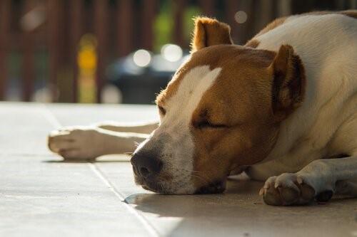 Мед для собак-спящая собака
