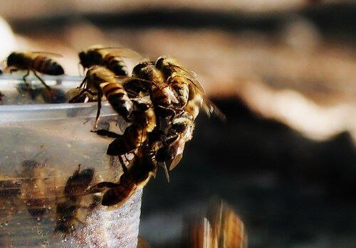 Пчелы интересны