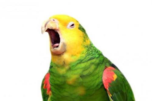 Попугаи понимают, что они говорят?