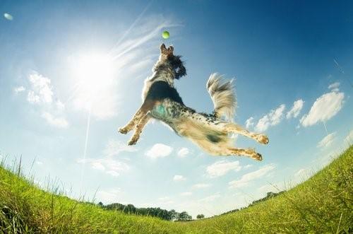 Почему собаки просыпаются с энергией-собака прыгает