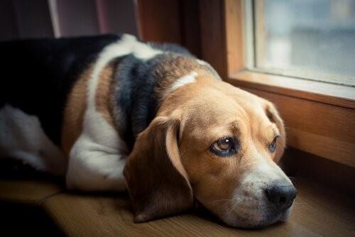 Боль у собак с раком-грустная собака