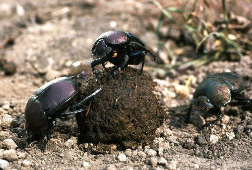 Навозный жук: странное насекомое животного царства