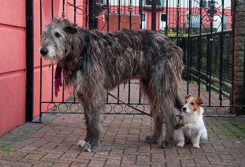 Ирландская волчья собака-с маленькой собакой