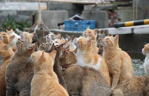 Острова кошек в Японии