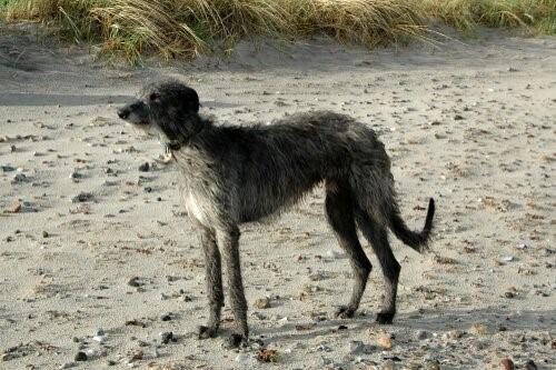 Породы собак Шотландского нагорья-Deerhound