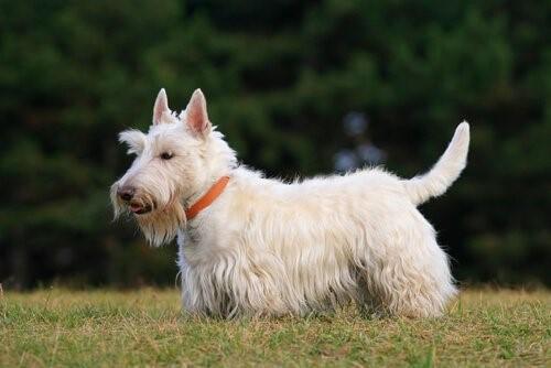 Собака в Шотландии - Scottish Terrier породы