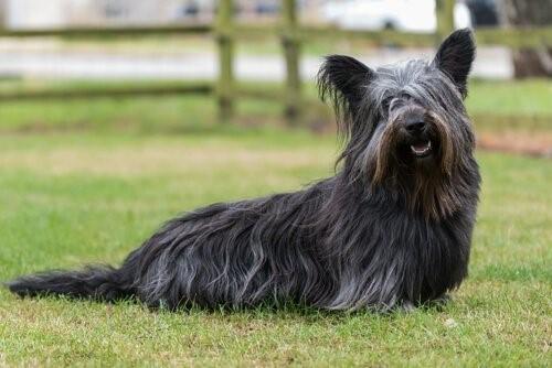 Породы собак Шотландского нагорья-скай-терьер