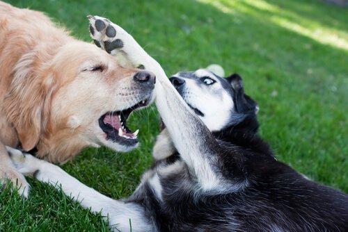 Ссора между собаками