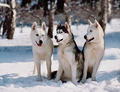 Снежные Собаки-Хаски