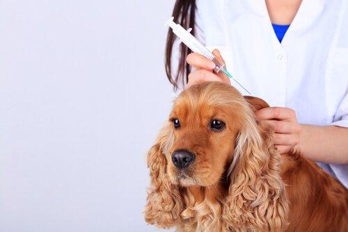 Прививки для собаки