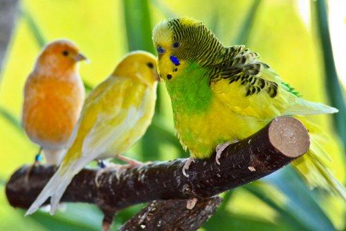 Волнистые попугаи: общие заболевания