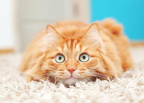 Любопытство кошек: миф или реальность?