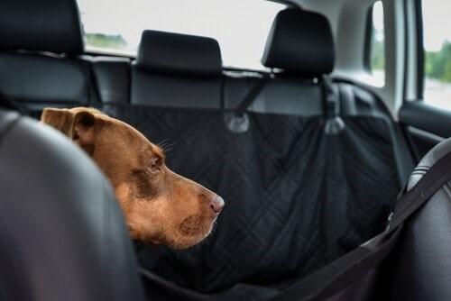 Собачьи одеяла для автомобилей-собаки