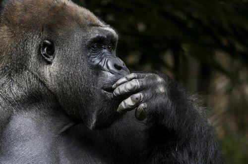 Коко, говорящая горилла, умерла