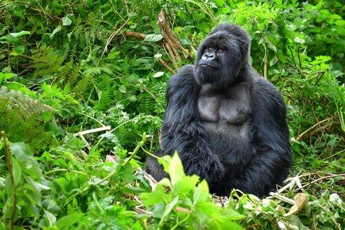 Горная горилла в лесу
