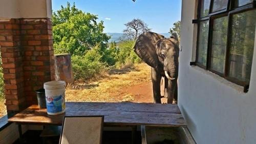 Подстреленный слон ищет помощи у людей