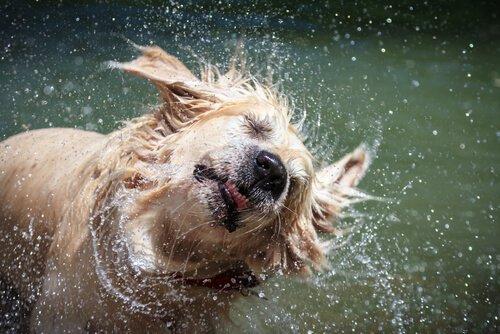 Можно ли избежать запаха мокрой собаки?