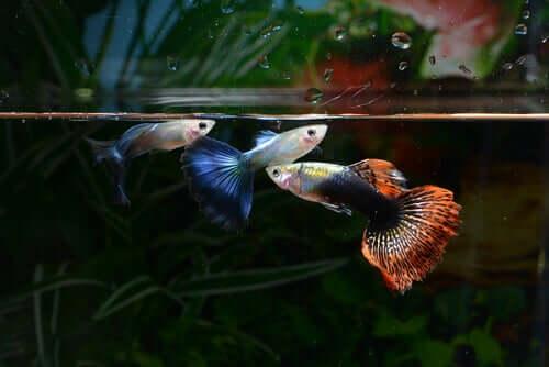 Гуппи рыбы для вашего аквариума