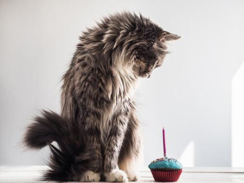 Рецепты тортов кота на день рождения.