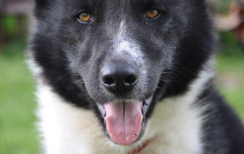 Карельская медвежья собака-одна из скандинавских пород собак