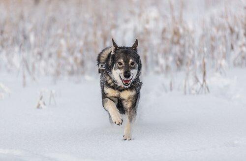 Норвежская лосиная собака - одна из скандинавских пород собак