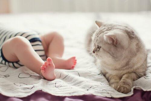 Ребенок и кошка понимают друг друга