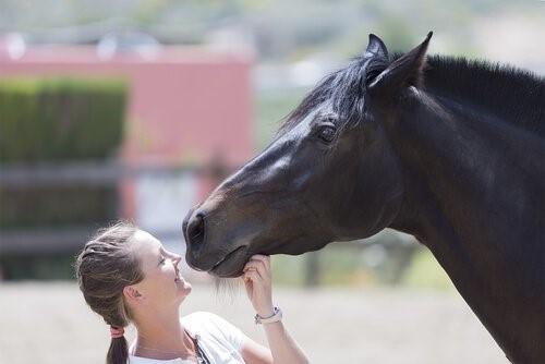 Кто Temple Grandin - лошадь
