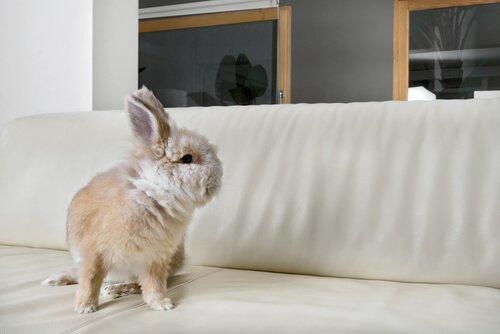 Кролик как домашнее животное: уход и гигиена
