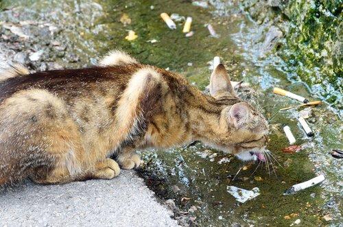 Табачный дым и кошки